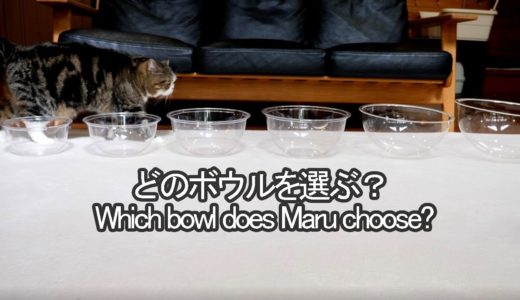 一番好きなボウルを選ぶねこ。-Maru chooses the most favorite bowl.-