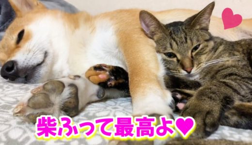 柴犬の前足の間に手を入れると落ち着く猫　tabby cat is very affectionate. snuggle up to Shibainu