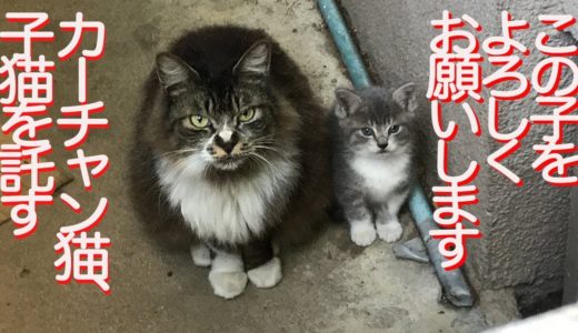 因縁の母猫、子猫を人間に託しに来る　The mother cat's request for her kitten