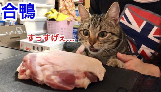 猫に初めて巨大な合鴨肉をあげるとこうなりますｗ