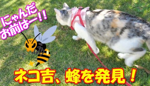 芝生の上でまったり中のネコ吉、危険生物を発見する！