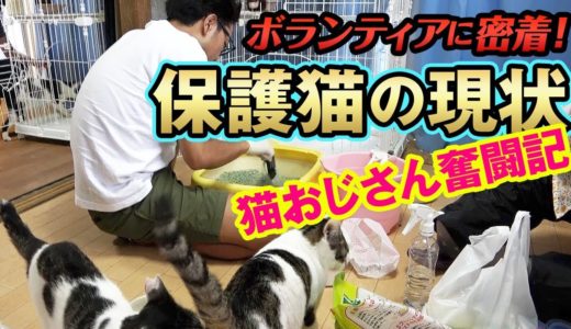 【池崎猫企画】保護猫活動の現状！サンシャイン池崎のボランティアに密着！