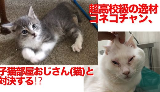 超高校級の逸材コネコチャン、珍妙な白たぬき(猫)と遭遇する The powerful kitten and the funny odd-eyed cat