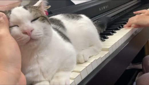 練習の邪魔でも甘えたい豆大福がかわいい   Mame Daifuku is so cute - even when he's INTERRUPTING piano practice!