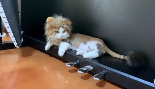 父猫ライオンに敵意をむき出しにするオデコがかわいい   Daddy cat wears a LION HAT - baby cat thinks he's an ENEMY.