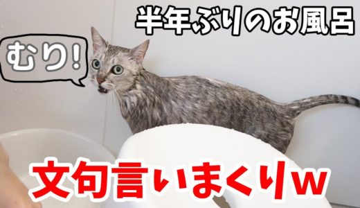 お風呂でシャンプーしたら鳴いて文句を言う猫【マロ編】