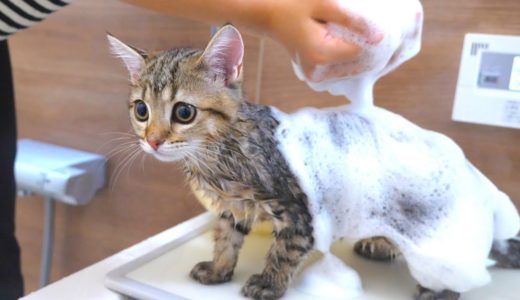 お風呂初体験の子猫を泡まみれにしちゃいました！
