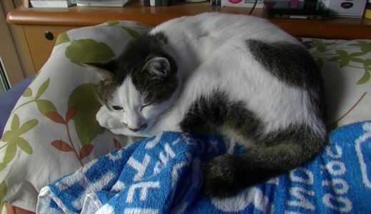 風邪の飼主を差し置いて枕を占領する猫