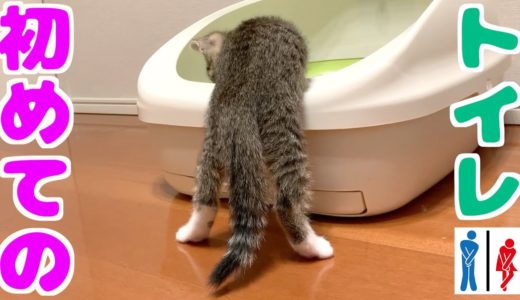 保護した野良猫は猫砂トイレをちゃんと使いこなせるのか？！