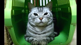 【猫記録523】台風19号 自主避難する猫