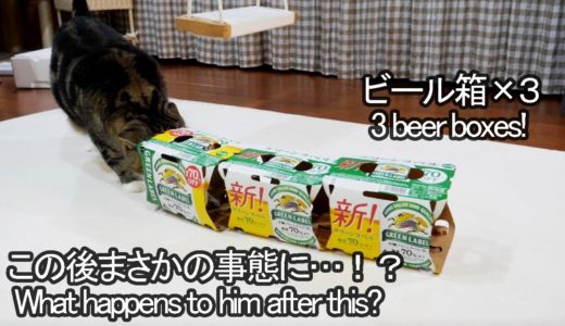 ビール箱×３なねこ。-3 beer boxes and Maru.-