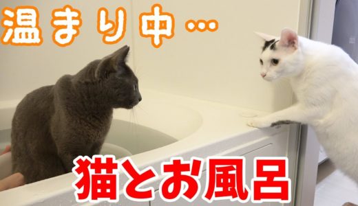 猫と一緒にお風呂入ったら他の猫も遊びに来ましたｗ