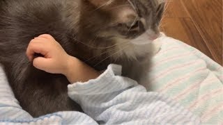 眠っている赤ちゃんから掴まれて身動き取れない猫 ノルウェージャンフォレストキャット A cat that is caught by a sleeping baby and cannot move