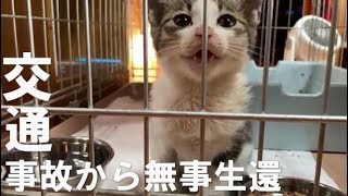 【子猫保護】事故から生還した子猫にネコヤギハウスの仲間を紹介