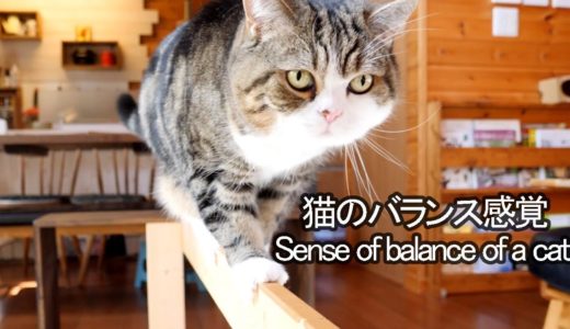 平均台とねこ。-Balance beam and Maru&Hana.-