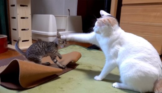ついに新入り子猫と先住猫ぽてとが直接対面！２匹の反応は！？