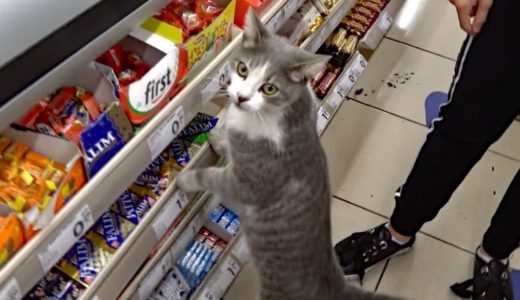 スーパーで猫がレジに並びながらオネダリしたので連れて帰ります！