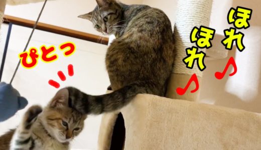 用心深い先住猫もついに子猫と♥ Rim have really gotten to know kitten much better.