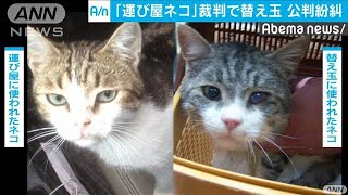 違法薬物“運び屋のネコ”　裁判で替え玉が発覚(19/11/17)