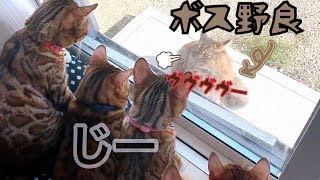 【新キャラ】窓際に来たボス野良猫にベンガル猫一家が興味津々！