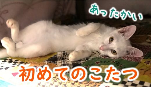 【保護猫】初めてのこたつですぐにへそ天しちゃう子猫 kitten and kotatsu