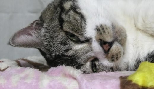 寝ている猫のしっぽの動きが激しいｗ　見ているとこちらも眠くなってくるリキちゃんのお昼寝姿【リキちゃんねる・猫動画】Cat video　キジトラ猫との暮らし