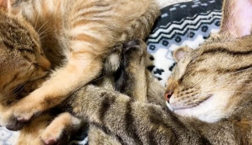 警戒心が強い猫と子猫が急接近！ Cat Rim and kitten snuggle up to become friends