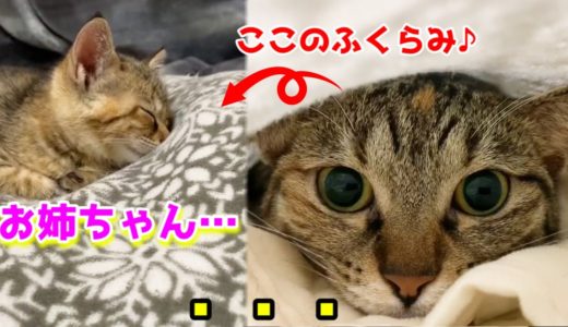 お姉ちゃん猫がシーツになっちゃった？！驚きの後そばで寝ていく子猫 Cute kitten nestling over sheets
