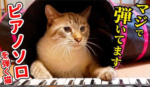 【マジなんです】うちの猫が伴奏に合わせて華麗なピアノソロを弾き始めました＜かわいい暮らしの短編集＞第4弾