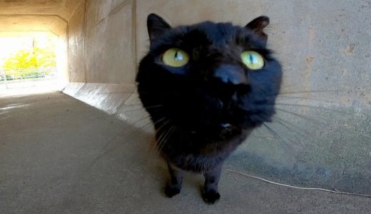 公園で出会った黒猫が人懐っこくてカワイイ