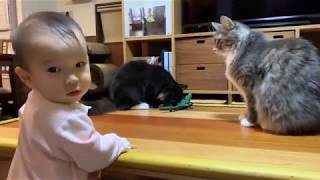 赤ちゃんに怒られる猫　ノルウェージャンフォレストキャット　Cat angry from baby