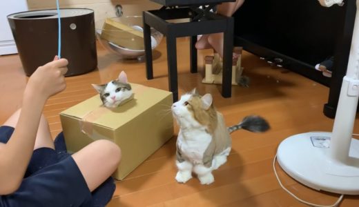 箱一つで大騒ぎする猫と家族がおもしろい   Interesting cats and owners making a fuss in a single box.