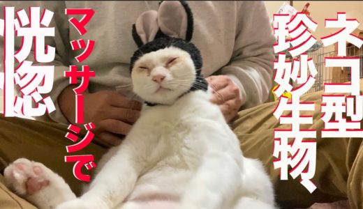 ネコのような珍妙生物、膝上マッサージで恍惚とする The funny cat massage