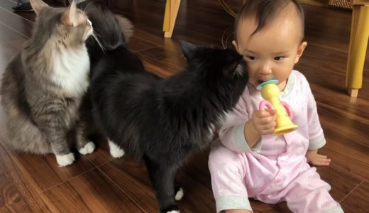 赤ちゃんのラッパに呼寄せられる猫　ノルウェージャンフォレストキャット　Cats gathered with baby’s toy trumpet