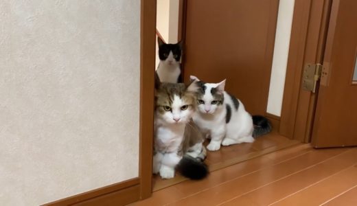 工事現場の騒音にビビる猫がかわいい　Cute cats surprised by noise.