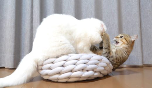 子猫のもふもふベッドが羨ましくて奪っちゃう先輩猫！
