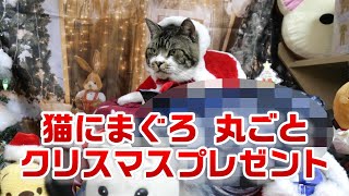 猫にまぐろ一本クリスマスプレゼント☆びっくり史上最大ｗ【リキちゃんねる・猫動画】Cat video　キジトラ猫との暮らし