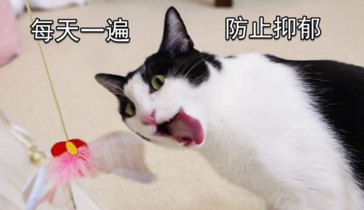 【花花与三猫】学会逗猫棒第7天，我的猫表情逐渐沙雕！每天一遍防止抑郁！