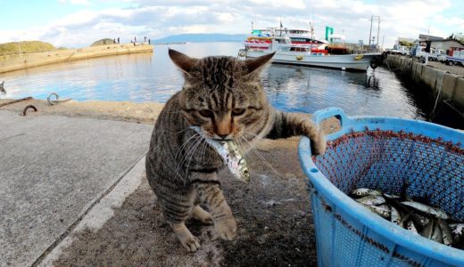 ドラ猫が魚を盗み出す瞬間を激撮！