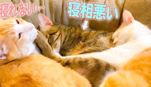 【ラブラブ】体を寄せ合って眠る猫たちが可愛過ぎたけど…www