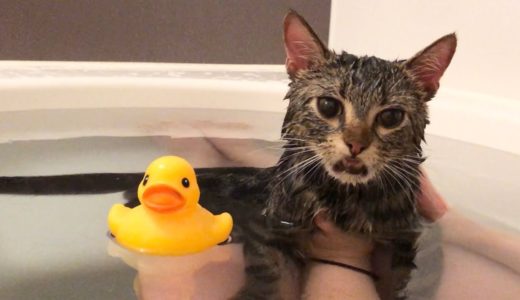 妹の入浴中に遊びに来てしまった猫ｗ