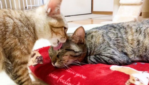 ホットカーペット＋毛布でとける柴犬と猫に遊びた盛りの子猫が… Shiba Inu and cat are happy on the  heated carpets