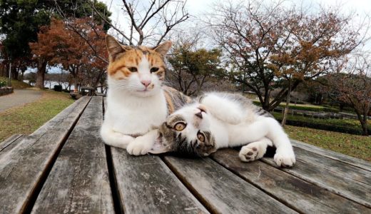 公園のベンチで先住猫にべったり甘える子猫