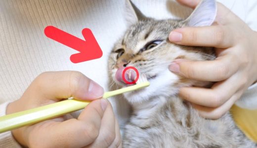 子猫の乳歯がポロっと抜ける瞬間！
