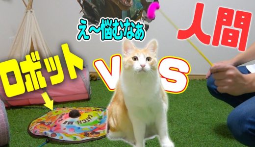 【ねこ×たて】電動ねこじゃらしVS手動 愛猫に選ばれたのは…？！