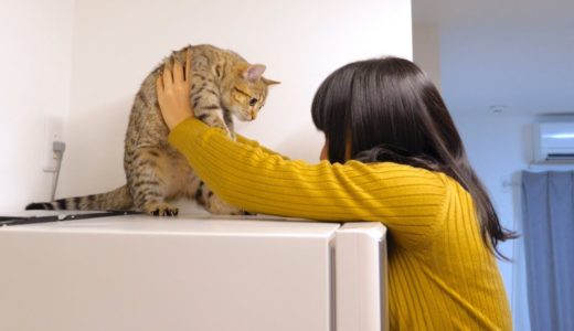 子猫が先輩猫を真似て冷蔵庫の上に登るようになりました…。