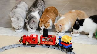 【花花与三猫】太有钱了！2天建30米长火车，只为方便猫玩耍！