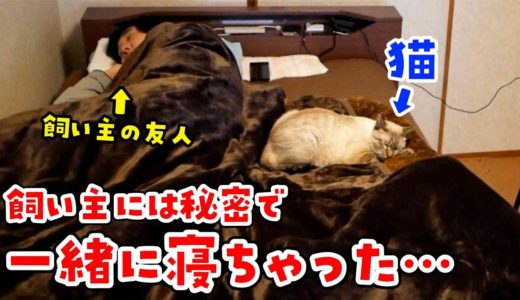 【飼い主には内緒♥】猫のデュフィと朝まで一緒に寝てみたら…　（@HikakinTV リスペクト企画）