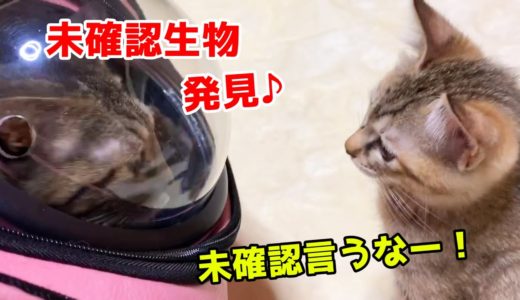 心配そうな柴犬と大盛り上がりの子猫と猫 Shiba Inu is watching the cats