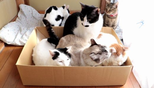 箱の5匹の猫 Box and cat 191213